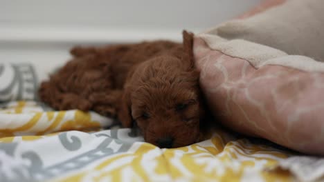 Newborn-Goldendoodle-Puppy-Resting-and-Sleeping-on-Blankets
