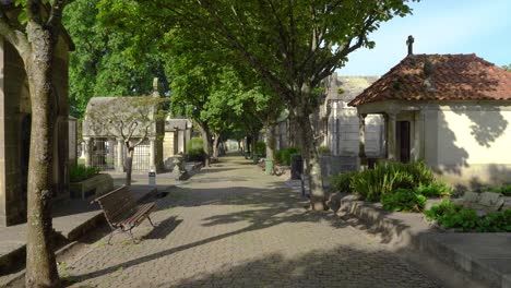 Wide-Road-inside-Cemetery-of-Agramonte-with-Trees-Growing-on-Each-Side-of-Path