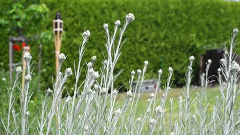 Knospen-Einer-Noch-Nicht-Blühenden-Blume-In-Einem-Grünen-Garten-Mit-Braunen-Fackeln-Im-Hintergrund