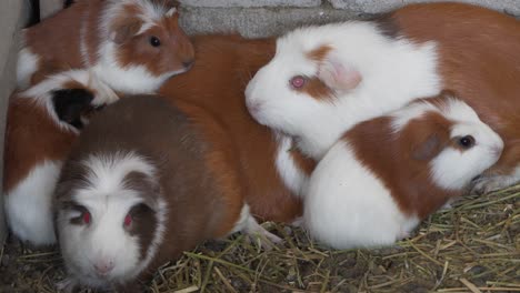Group-of-guinea-pigs-in-Peruvian-farming,-South-American-livestock-business