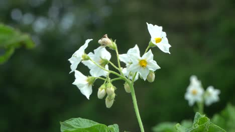 The-potato-is-a-starchy-tuber-of-the-plant-Solanum-tuberosum-and-is-a-root-vegetable-native-to-the-Americas
