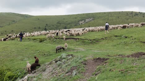 Young-Bulgarian-sheep-farmers-with-large-Flock-on-Balkan-mountains