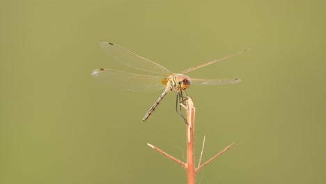 Dragonfly-in-wind-force---air-
