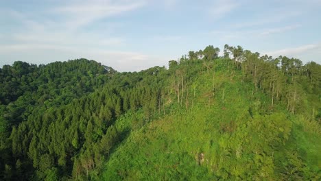 Large-trees-growing-on-mountaintop-lighting-by-sun-against-blue-sky-in-tropical-area-of-Indonesia