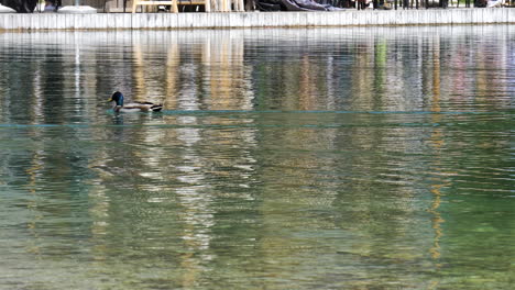 Two-ducks-passing-by-the-camera-on-the-water-at-late-Jasna-in-Slovenia