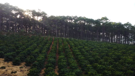 Rows-Of-Coffea-Tree-With-Pine-Tree-Forest-In-The-Background
