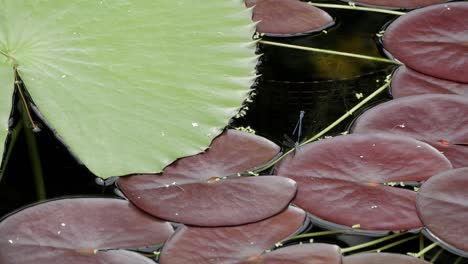 Pond-covered-with-green-and-red-water-lily-leaves