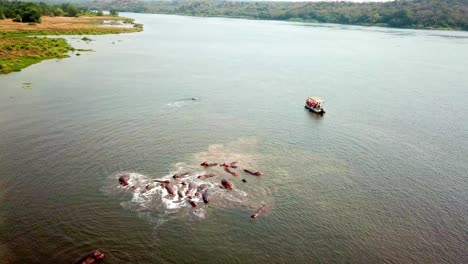 Familia-De-Hipopótamos-En-El-Río-Nilo-Con-Un-Barco-Turístico-De-Vela-En-Uganda,-áfrica-Oriental