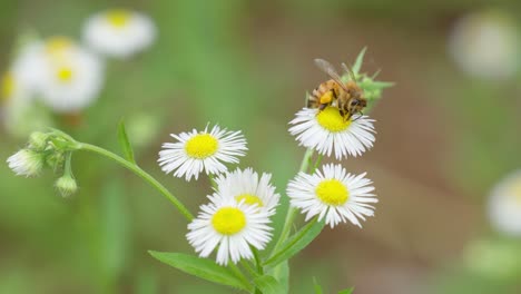 Honigbiene-Mit-Pollen-Auf-Beinen-Auf-Einem-Weißen-Gänseblümchenstrauch