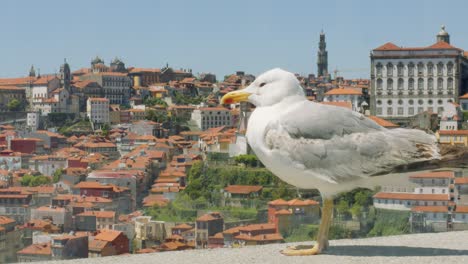 Seagull-overlooking-Old-Town-Porto,-Portugal-4K-CINEMATIC-SUMMER-MEDITERRANEAN-CITY