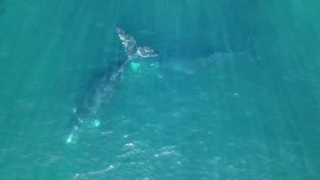 Southern-Right-Whales-South-Africa