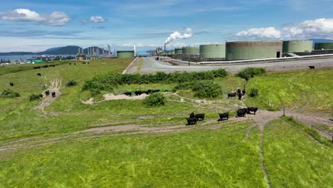Aerial-shot-of-cows-on-a-farm-with-oil-refinery-tankards-in-close-proximity-to-the-farmland