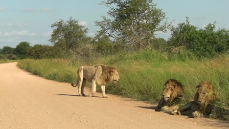 A-rare-African-white-lion-cuts-in-to-the-grasslands-while-two-his-two-brothers-lay-by-the-side-of-the-dirt-road