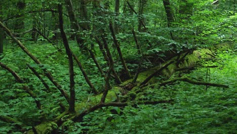 Bemooster-Stamm-Eines-Umgestürzten-Baumes-Im-Bialowieza-Wald-In-Polen
