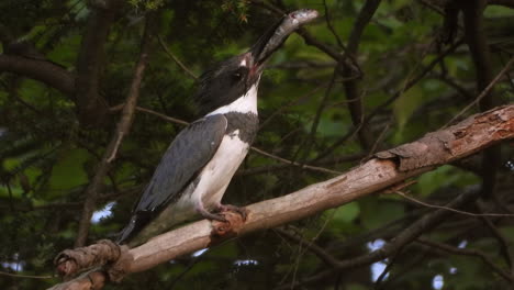 Beautiful-black-and-white-belted-kingfisher-perched-on-tree-branch-holding-fish-in-its-beak