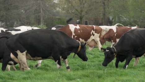 Glückliche-Kühe-Genießen-Zum-Ersten-Mal-Die-Frühlingswiese,-Zeitlupenansicht