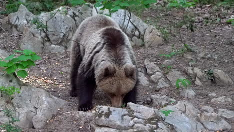 European-brown-bear-standing-between-rocks-while-eating-and-looking-around