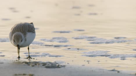 Long-beaked-Sanderling-pick-food-from-muddy-wet-sand-reflecting-sunset-glow