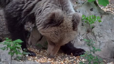 Close-up-of-female-European-brown-bear-sniffing-for-food-and-eating-between-rocks-in-the-wild-in-Slovenia
