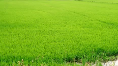 The-beautiful-rice-plants-in-a-gorgeous-paddy-field-on-organic-farms-at-sunset-time