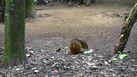 Agouti-feeding-on-lettuce-at-the-forest-ground