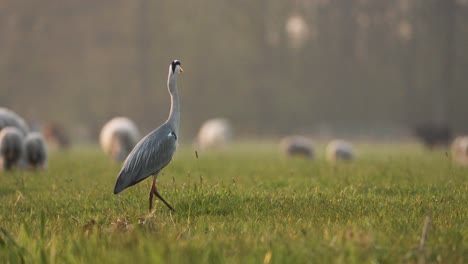 Great-Blue-Heron-flying-away-from-green-meadow-with-sheep-silhouettes,-slow-motion
