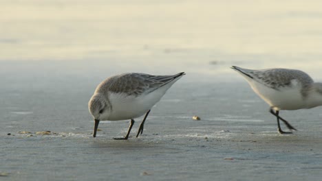 Sanderling-bird-pair-picking-food-from-sand-with-pointed-bill-on-dutch-beach