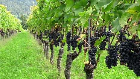 Grapes-Pinot-Noir-in-Vineyard