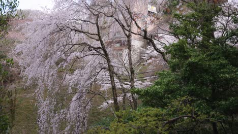 Somei-Yoshino-Sakura-En-Nara,-Primavera-En-Japón-4k