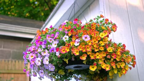 A-pot-of-flowers-hanging-outside-a-she-shed