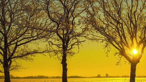Blick-Durch-Blattlose-Bäume-Auf-Die-Goldene-Sonne,-Die-Morgens-Am-Himmel-Aufgeht