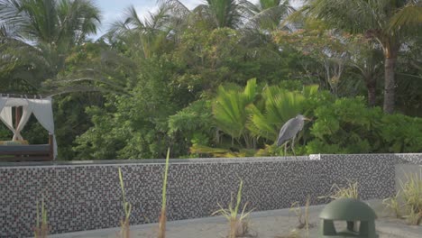 Una-Cigüeña-Caminando-Al-Borde-De-La-Piscina-En-Un-Resort-De-Maldivas