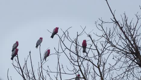 Lots-of-Galah-Birds-Sitting-on-Top-of-Tree,-Two-Galahs-Fly-Away-Grey-rainy-day-time