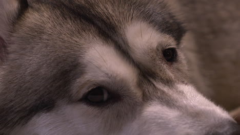 Extreme-Nahaufnahme:-Entzückendes-Gesicht-Und-Augen-Eines-Süßen-Husky-Hundes,-Der-Sich-Hinlegt