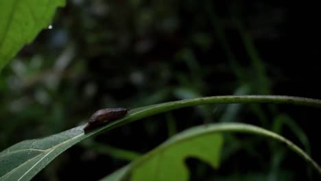 Close-up-shot-of-brown-baby-snail-resting-on-green-leaf-in-deep-jungle-of-Indonesia
