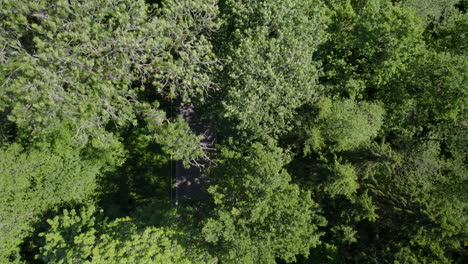 Aerial-drone-over-a-country-road,-looking-through-tree-branches,-dense-forest
