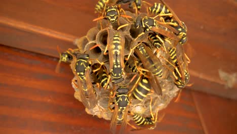 Group-of-wasps-working-on-their-nest-home