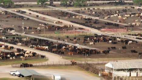 Cowboy-in-Texas-rounds-up-cattle-in-corral