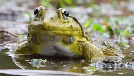 Frog-in-pond-area-searching-for-matting-partner-