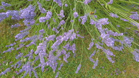Honigbienen-Und-Hummeln-Sammeln-Pollen-Von-Einer-Lavendelpflanze