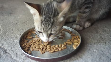 Un-Gato-Esta-Comiendo