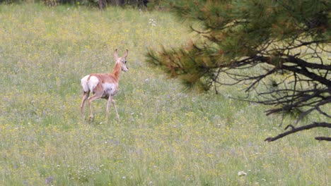 A-baby-pronghorn-runs-through-wildflowers-and-behind-pine-needles