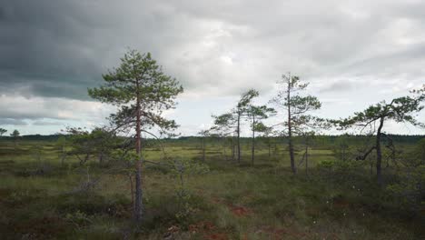 Small-pine-trees-in-a-swamp-on-a-cloudy-day