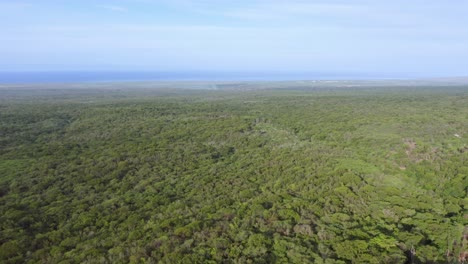 Tierra-Forestal-Interminable-Cubierta-De-árboles-Densos-En-La-Provincia-De-Pedernales,-República-Dominicana