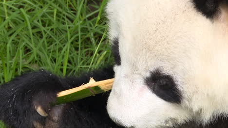 Panda-Gigante-Comiendo-Bambú-Sentado-En-La-Hierba