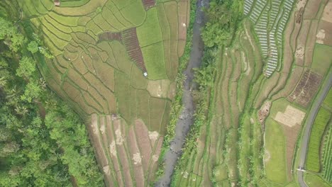Luftüberflug-Schöne-Reisfelder-Auf-Dem-Bauernhof-Mit-Unterschiedlichem-Muster-Und-Fließendem-Fluss-In-Indonesien