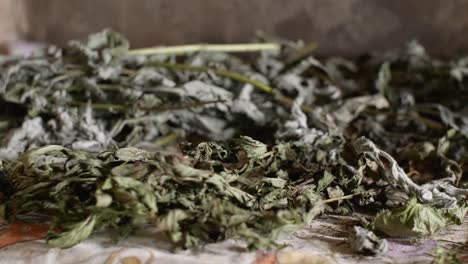 Drying-medicinal-herbs-in-an-old-country-house