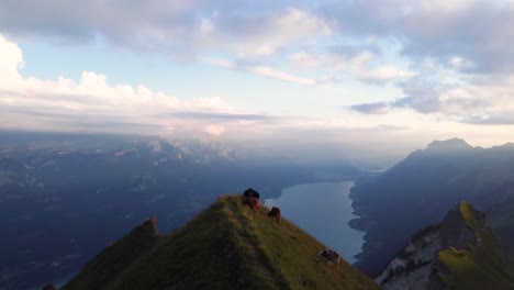 A-group-of-cows-is-standing-on-top-of-a-mountain-in-Switzerland-and-grazing,-with-a-view-over-Lake-Brienz-at-sunset