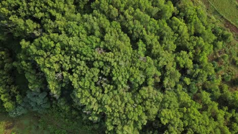 Luftaufnahme-Nach-Unten-über-Den-Grünen-Wald-An-Einem-Berghang-In-Wonosari,-Indonesien