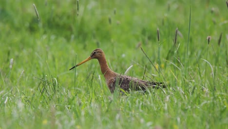 Long-beak-Grutto-bird-looking-for-food-in-green-natural-meadow-on-windy-day